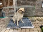 Grote hondenbench, 107x74x73 cm, Dieren en Toebehoren, Hondenbenches, Ophalen, Gebruikt