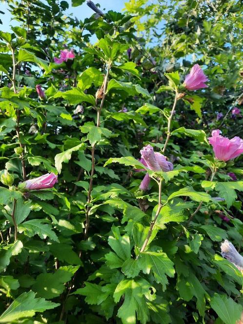 Diverse soorten bomen en struiken, jonge planten, Tuin en Terras, Planten | Struiken en Hagen, Overige soorten, Ophalen