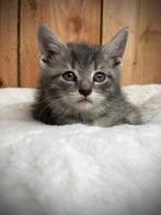 Gevaccineerde Kitten zoekt gouden mandje, Dieren en Toebehoren, Katten en Kittens | Raskatten | Korthaar, Meerdere dieren, Ontwormd