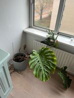 Monstera in pot - Opknapper!, Vaste plant, Bloeit niet, Halfschaduw, Ophalen
