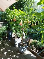 Bijna gratis opgepotte en afgeharde stekjes brugmansia, Tuin en Terras, Planten | Bomen, Ophalen