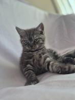 Zeldzaam Black Smoke Britse Korthaar Kitten kater – Silvan, Kater, Gechipt, 0 tot 2 jaar