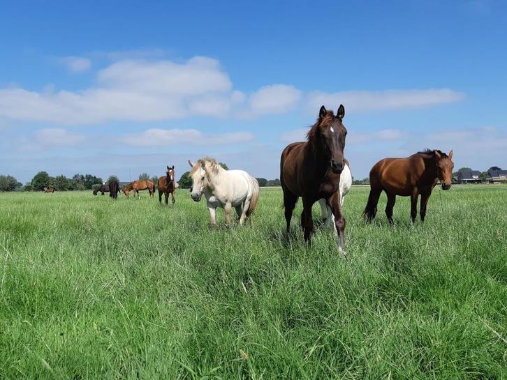 Opfok merrieveulen (2025), Dieren en Toebehoren, Stalling en Weidegang, Opfok, Stalling, Weidegang