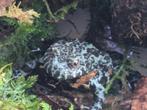 Vuurbuikpadjes Bombina Orientalis met Terrarium, Amfibie, Met terrarium, 0 tot 2 jaar