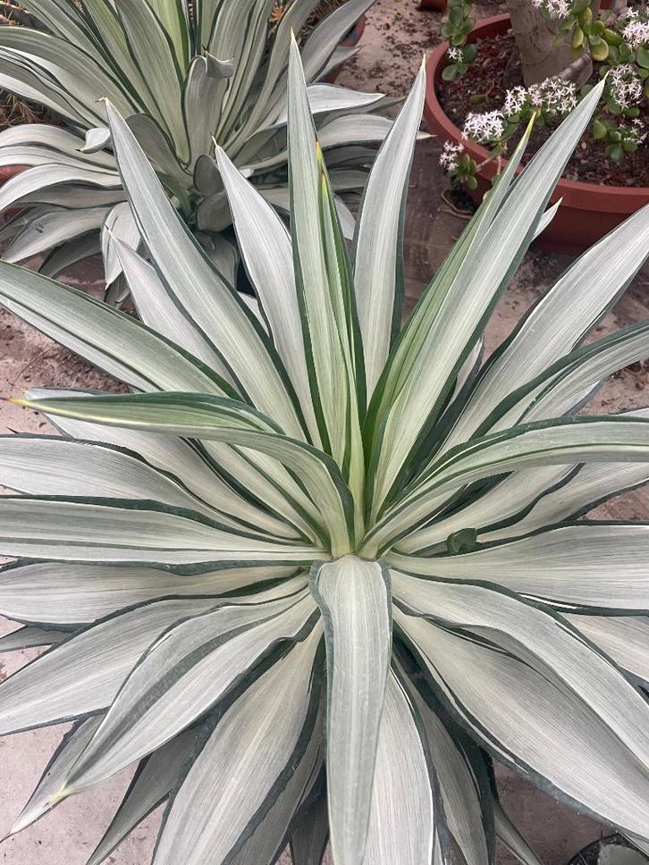 Agave Desmettiana Silver Star in de 50 cm pot, Huis en Inrichting, Kamerplanten, Overige soorten, Minder dan 100 cm, Volle zon