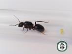 CAMPONOTUS LIGNIPERDA KONINGIN QUEEN MET OF ZONDER WERKSTERS, Dieren en Toebehoren, Insecten en Spinnen, Mieren
