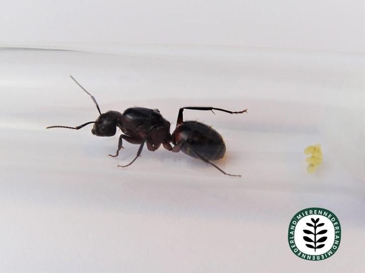 CAMPONOTUS LIGNIPERDA KONINGIN QUEEN MET OF ZONDER WERKSTERS, Dieren en Toebehoren, Insecten en Spinnen, Mieren