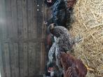 Australorp hennen blauw en zwart, Dieren en Toebehoren, Pluimvee, Vrouwelijk, Kip