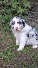 Prachtige Australian Shepherd pups!! ( Aussie), Nederland, 8 tot 15 weken, CDV (hondenziekte), Meerdere