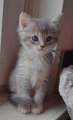 Te koop: Ragdoll x Britse korthaar., Kater