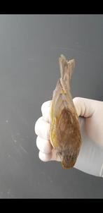 Parva mit kanarien, Dieren en Toebehoren, Slang, 0 tot 2 jaar