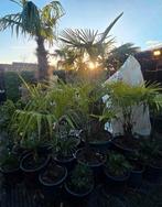 Trachycarpus fortunei palmboom  circa 180 cm stamhoogte, Tuin en Terras, Planten | Bomen, Ophalen of Verzenden, Zomer, Volle zon