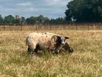 3 luxe bonte rammen zwoegervrij arr-arr, Dieren en Toebehoren, Mannelijk, Schaap