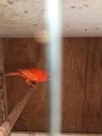 Te koop; rode kanaries, Meerdere dieren, Kleurkanarie