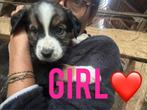 Adoptie gezocht pup, Parvo, Particulier, 15 weken tot 1 jaar, Buitenland