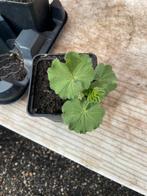 steken van vrouwen mantel met, Ophalen, Bodembedekkers, Vaste plant, Halfschaduw