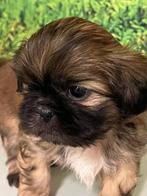 Shih Zsu teefjes., Rabiës (hondsdolheid), Overige rassen, 8 tot 15 weken, Teef