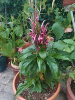 Justicia carnea of Jacobinia carnea, terrasplant, kamerplant, Ophalen, Zomer, Overige soorten, Volle zon