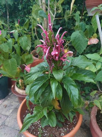 Justicia carnea of Jacobinia carnea, terrasplant, kamerplant beschikbaar voor biedingen