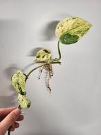 Scindapsus Halimun Salaka Variegated, Ophalen of Verzenden, Overige soorten, Minder dan 100 cm