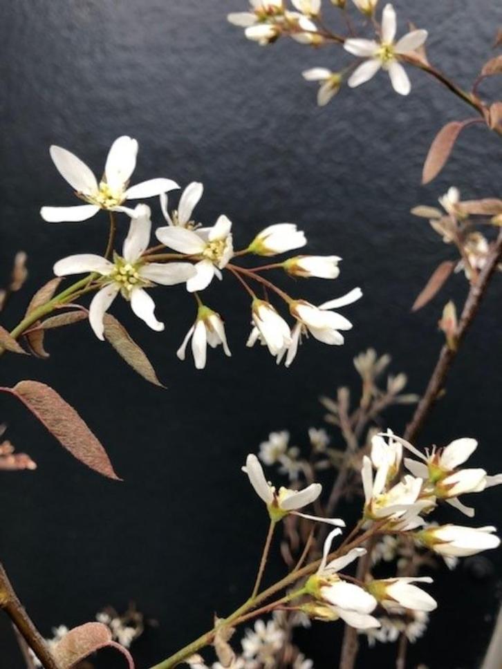 Wortelgoed, diverse soorten planten Prijs vanaf € 1,25 p.st., Tuin en Terras, Planten | Struiken en Hagen, Struik, Overige soorten