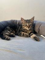 Lief poesje van 12weken zoekt een warm thuis, Dieren en Toebehoren, Katten en Kittens | Dekkaters
