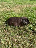 Cavia zeugje, Dieren en Toebehoren, Knaagdieren, Cavia, Augustus, Meerdere dieren, Tam