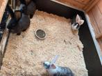 Vlaamse reuzen, Dieren en Toebehoren, Mei, Meerdere dieren, Overige typen