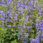 Turkse drakenkop plantjes te koop, Ophalen, Zomer, Overige soorten, Volle zon