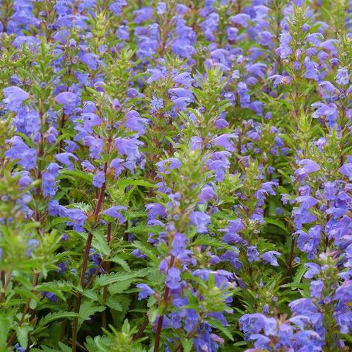 Turkse drakenkop plantjes te koop, Tuin en Terras, Planten | Tuinplanten, Overige soorten, Volle zon, Zomer, Ophalen