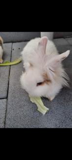 Twee lieve mannelijke konijnen, Dieren en Toebehoren, Mannelijk, Middelgroot, 0 tot 2 jaar