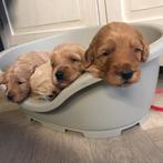 Australian labradoodle pups, Overige rassen, CDV (hondenziekte), 8 tot 15 weken, Meerdere