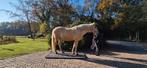 Mobiele paardenweegschaal, Dieren en Toebehoren, Ophalen of Verzenden, Nieuw, Overige soorten