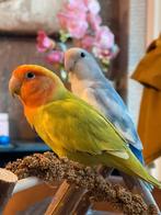 2 hele lieve tamme agapornis koppel, Dieren en Toebehoren, Vogels | Parkieten en Papegaaien, Meerdere dieren, Dwergpapegaai of Agapornis