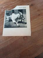 Knipsel zenoe dierentuin Artis Amsterdam 1930, Ophalen of Verzenden, Gebruikt