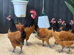 Jonge tamme Vorwerk kriel kippen gesekst & ingeënt, Vrouwelijk, Kip