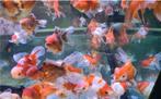 Handpick Oranda, Ryukin, Butterfly Goudvis 13/15 cm- Valburg, Dieren en Toebehoren, Vissen | Vijvervissen, Goudvis(sen)