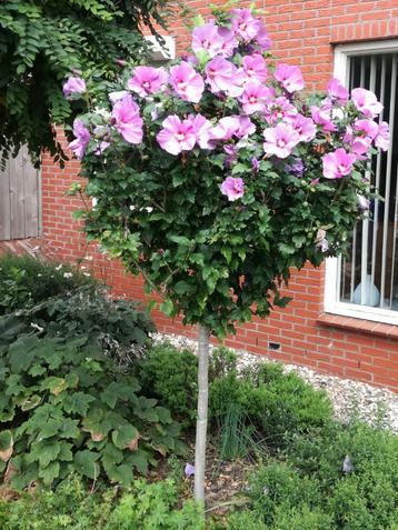 Hibiscus en hibiscus op stam beschikbaar voor biedingen