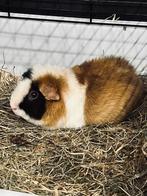 US Teddy Cavia Beer, Dieren en Toebehoren, Mannelijk, Cavia, Voor 1 juli 2024, Tam