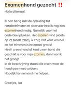 Examenhond gezocht ‼️, Dieren en Toebehoren, Ophalen of Verzenden