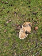 Dwergkonijn met huis en toebehoren, Dieren en Toebehoren, Konijnen, Mannelijk, Dwerg, 3 tot 5 jaar