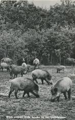 7599 Uddel Wilde Zwijnen in de bossen bij het Uddelermeer, Ophalen of Verzenden