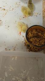 Chinese dwergkwartel kuikens, Dieren en Toebehoren, Pluimvee, Meerdere dieren, Overige soorten