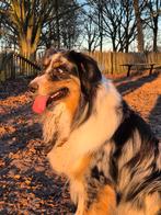 Zeer mooie en super lieve Australian Shepherd reu van 2 jaar, Dieren en Toebehoren, Honden | Herdershonden en Veedrijvers, Reu