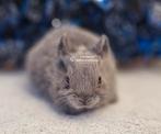 DE ENIGE ECHTE MINI LOFFELOHR KONIJNTJES, Meerdere dieren, Dwerg, 0 tot 2 jaar