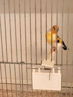 Majoor putter koppel, Dieren en Toebehoren, Meerdere dieren, Wildzangvogel