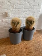 Twee grote bol cactussen in potten, Ophalen, Halfschaduw, Minder dan 100 cm, In pot