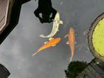 15 koikarpers te koop (1 koop), Karper of Koi