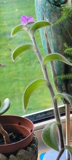 Tradescantia sillamontana - Cobweb
Spiderwort succulent, Huis en Inrichting, Kamerplanten, Ophalen, Halfschaduw, Minder dan 100 cm