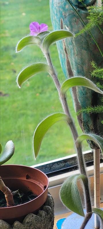 Tradescantia sillamontana - Cobweb
Spiderwort succulent beschikbaar voor biedingen